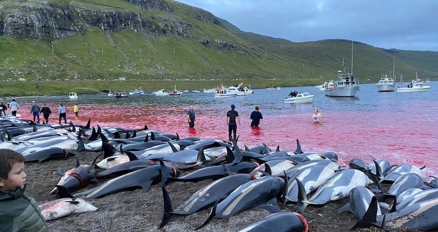 More Than 1,400 Dolphins Killed In Bloody Faroe Islands Massacre