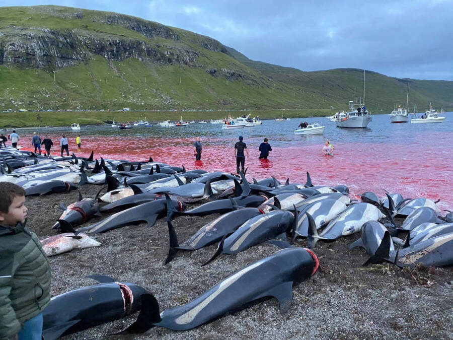 Bloody Water And Dead Dolphins