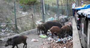 Boars Eating Garbage