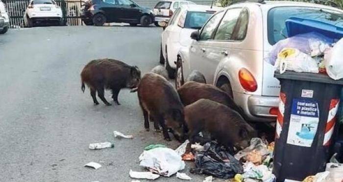 Packs Of Wild Boars Are Running Wild In The Streets Of Rome