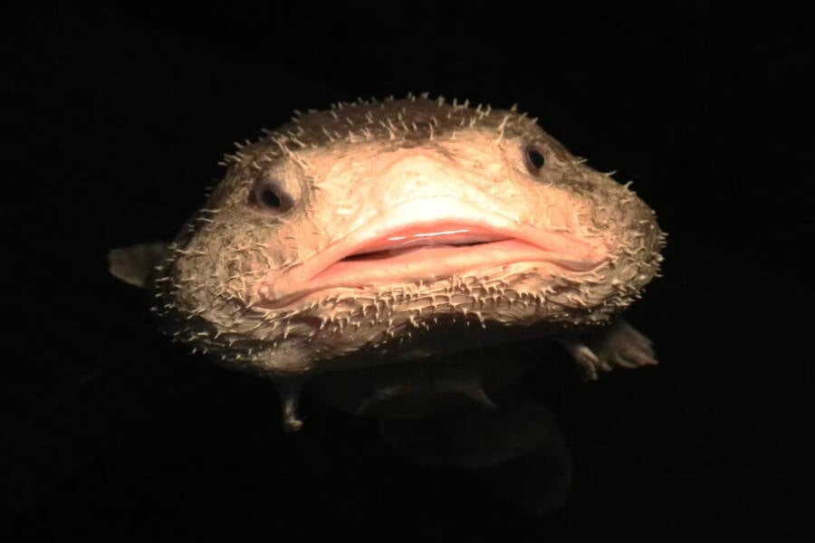 Meet The Blobfish, The 'Ugliest Animal In The World