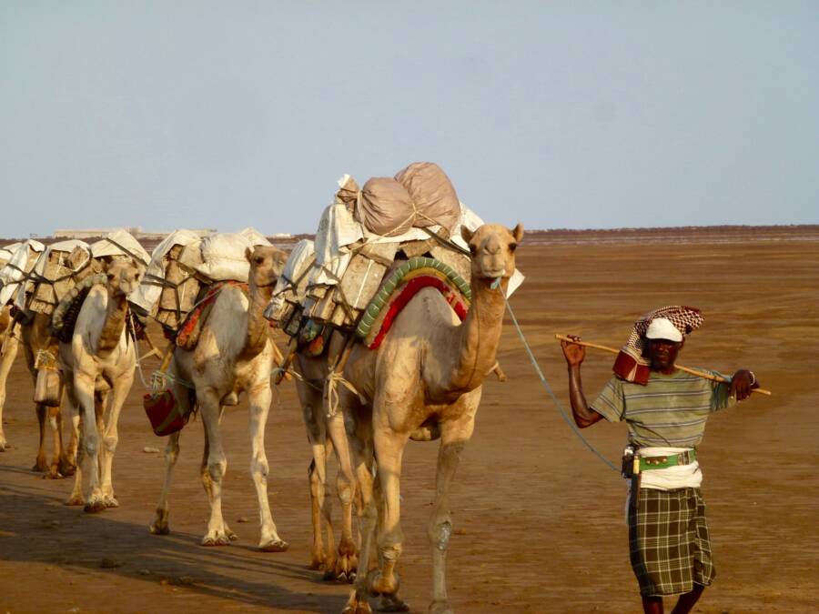 Camels Transporting Salt