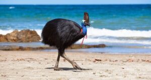 Cassowary Domestication