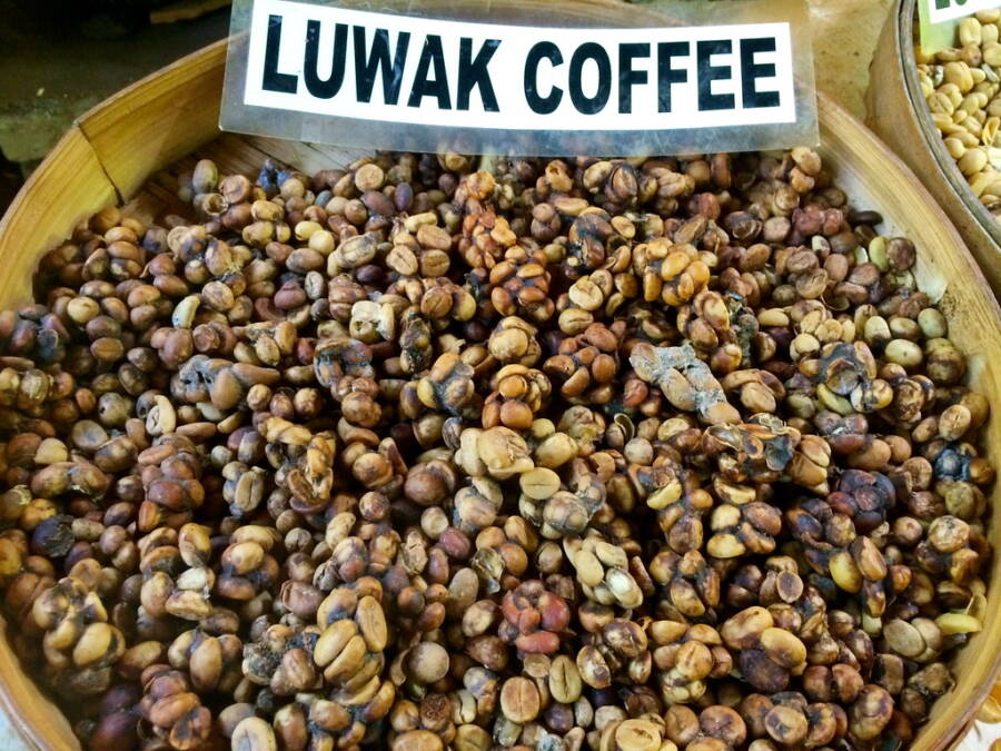 Cat Poop Coffee Kopi Luwak