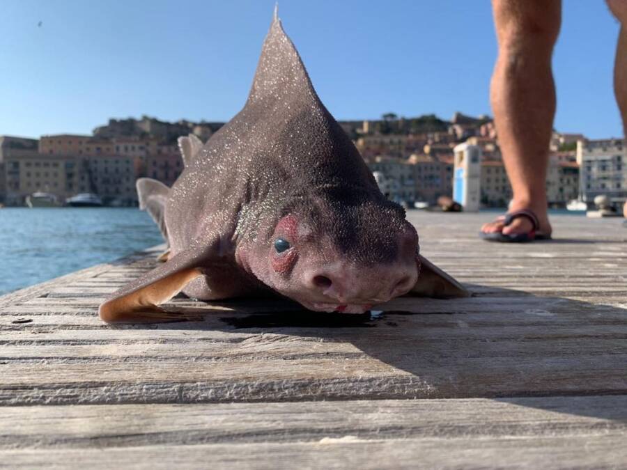 shark with no eyes