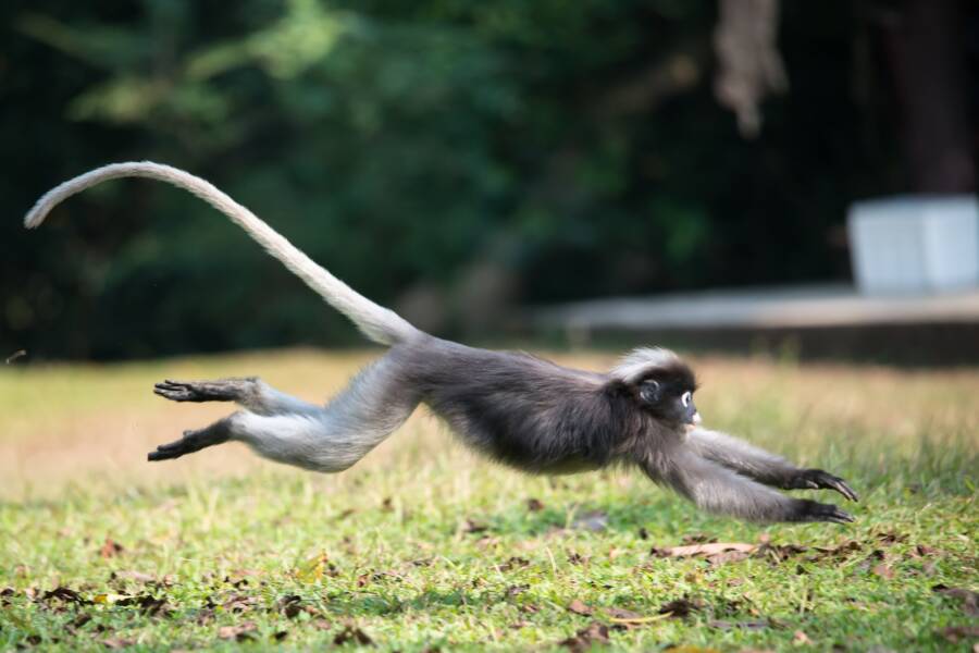 Dusky Leaf Monkey