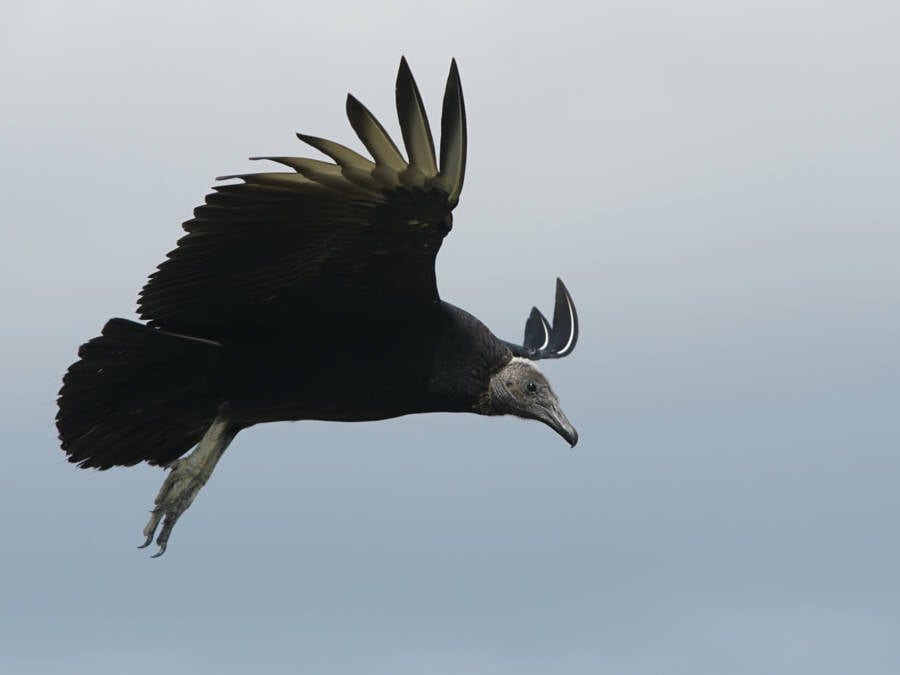 Flying Black Vulture