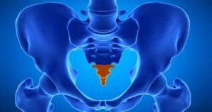 Human Tailbone Featured