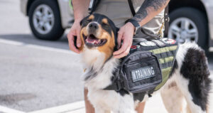 K9 For Warriors Cliff