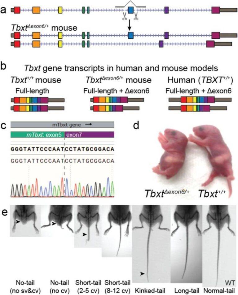 Why Don't Humans Have Tails? This New Study Has A Possible Answer