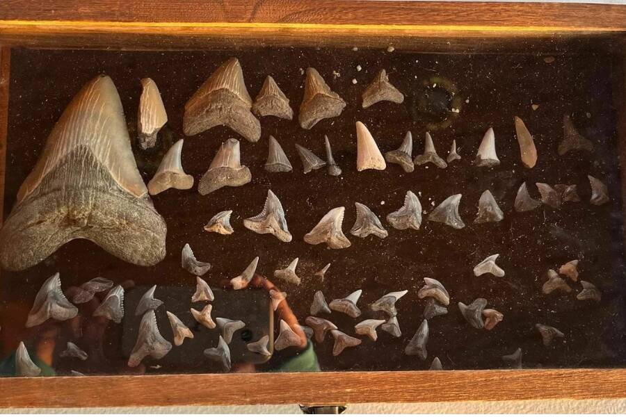 Molly Sampson Shark Tooth Collection