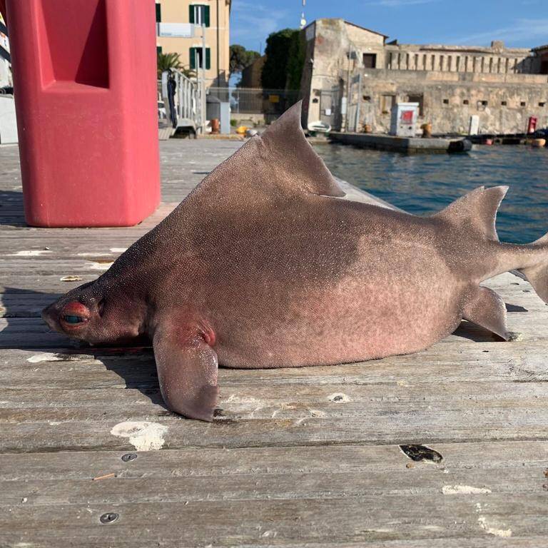 Angular Roughshark In Italy