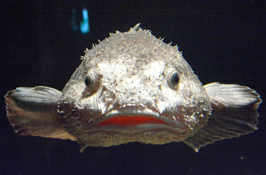 Live Blobfish