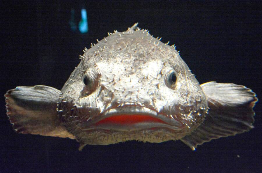 Meet The Blobfish, The 'Ugliest Animal In The World