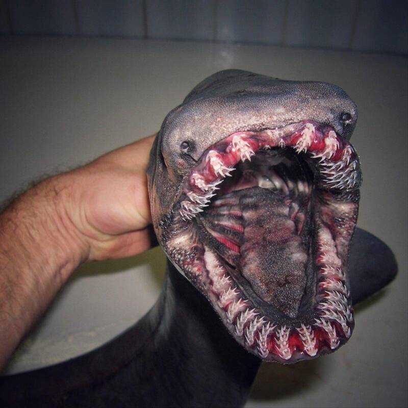 Scary Pictures Frilled Shark