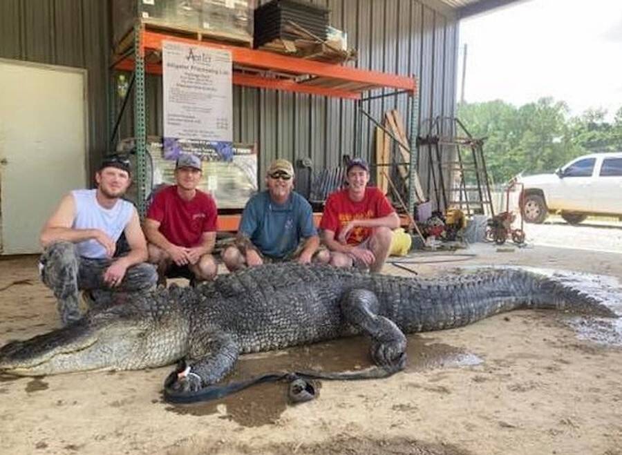 Vicksburg Mississippi Alligator
