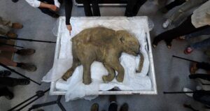 Woolly Mammoth Lyuba Overhead