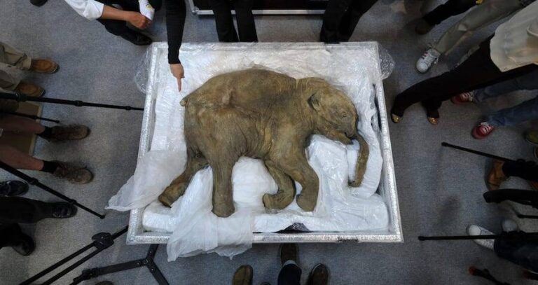 Woolly Mammoth Lyuba Overhead