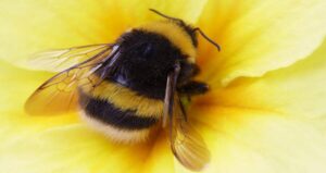 American Bumblebee On Yellow Flower