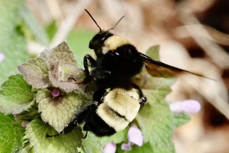 American Bumblebees Are Officially On The Verge Of Extinction