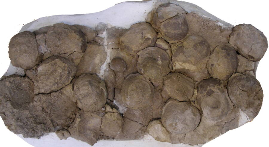 Cluster Of Mussaurus Patagonicus Eggs