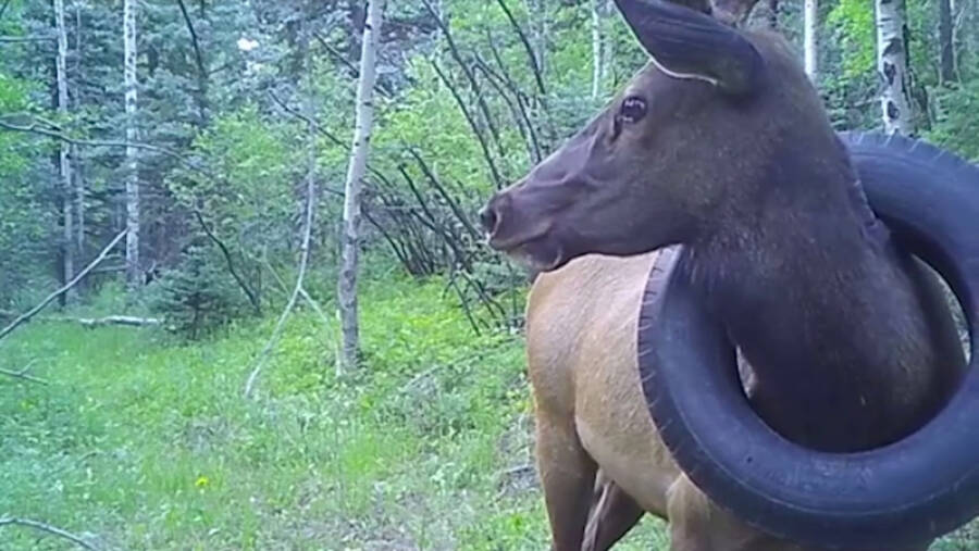 Colorado Bull Elk With Tire Around Neck In Wilderness