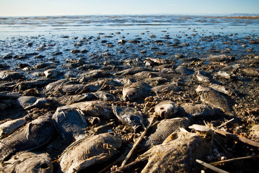 Dead Fish At Salton Sea