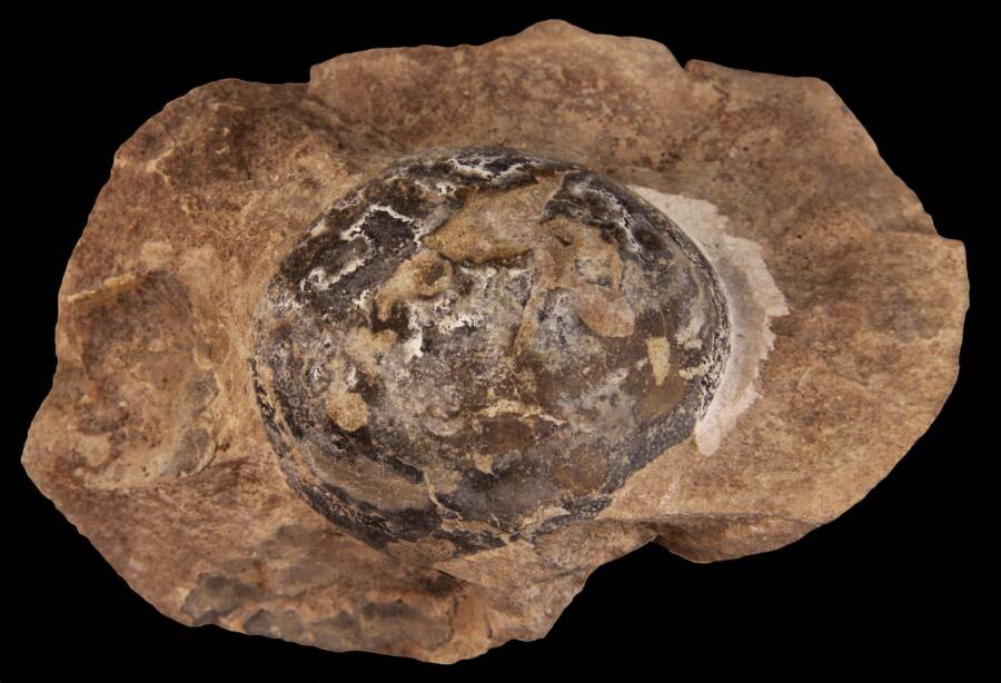 Fossilized Mussaurus Patagonicus Egg