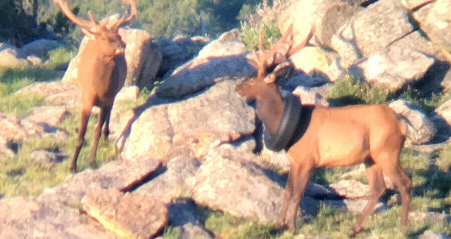 Colorado Elk Freed From Car Tire Stuck Around Its Neck For Two Years