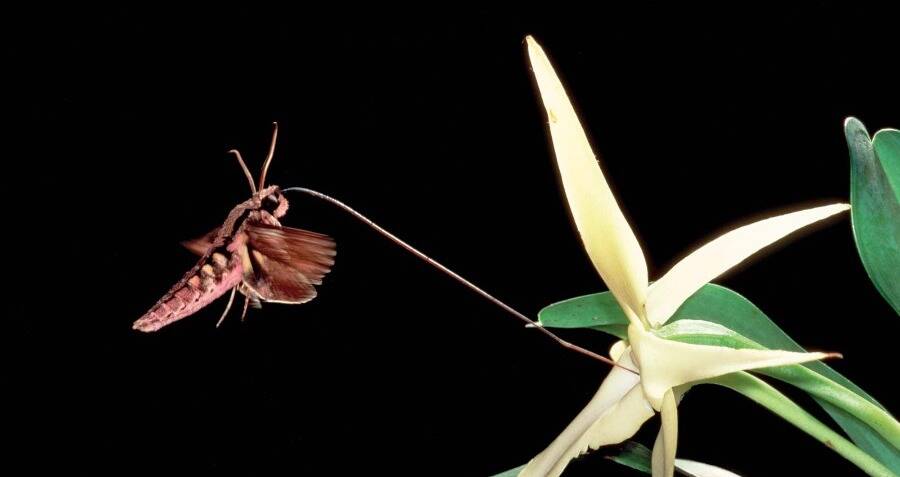 With a Nearly Foot-Long Proboscis, This New Moth Species Holds Record for  Longest Insect Tongue, Smart News