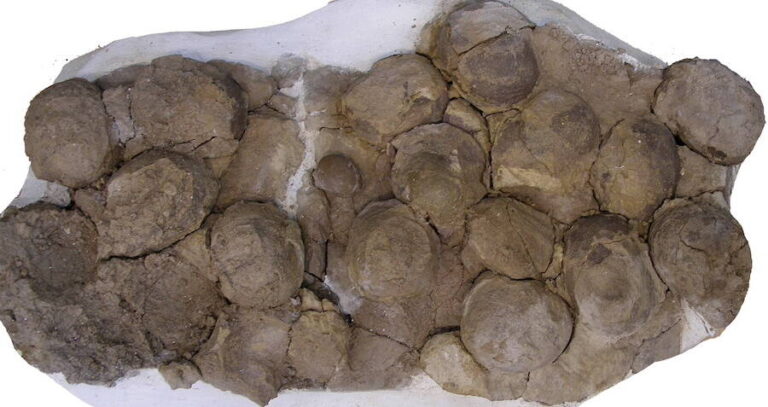 Mussaurus Patagonicus Egg Fossils