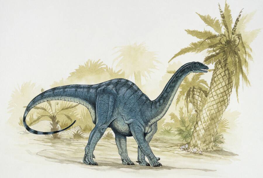 Ilustración de Mussaurus patagonicus