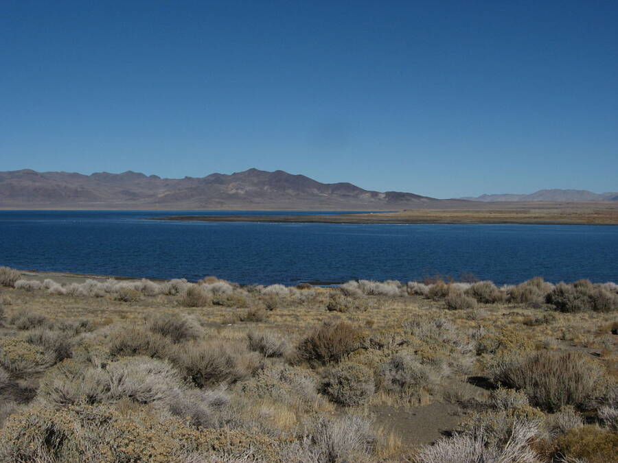 Pyramid Lake Water Babies