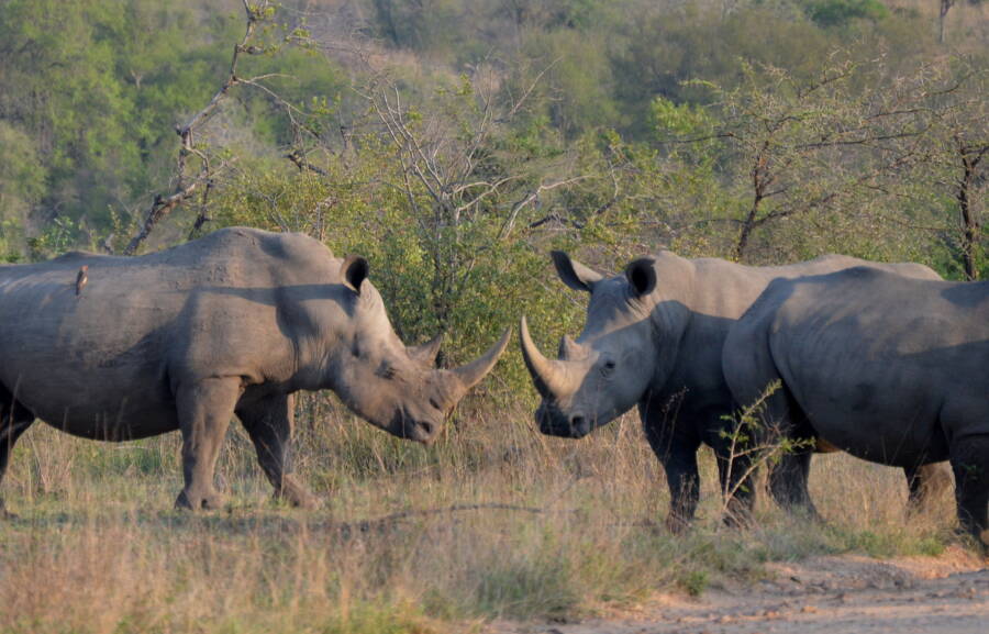 Rhinoceros In Kruger National Park