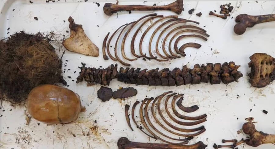 Skeletal Remains Of Horseshoe Harriet