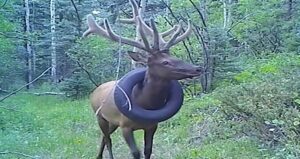 Young Elk With Tire