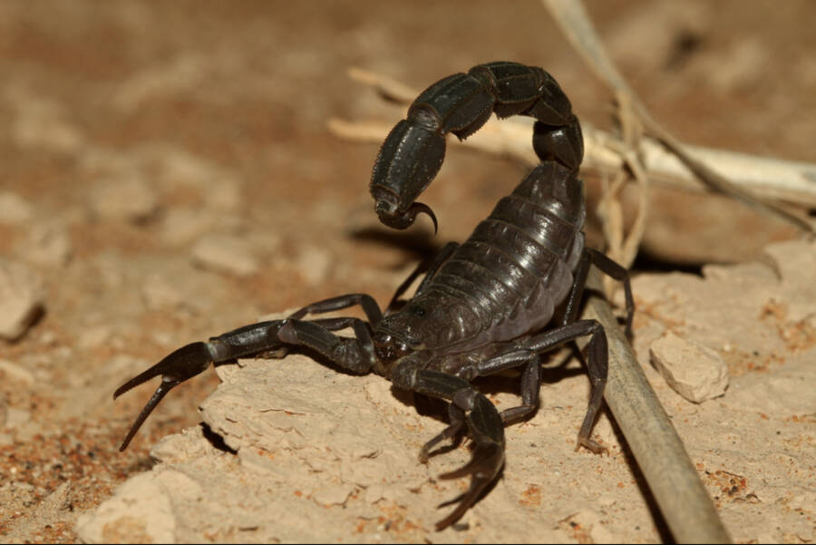 Arabian Fat Tailed Scorpion From Front And Above