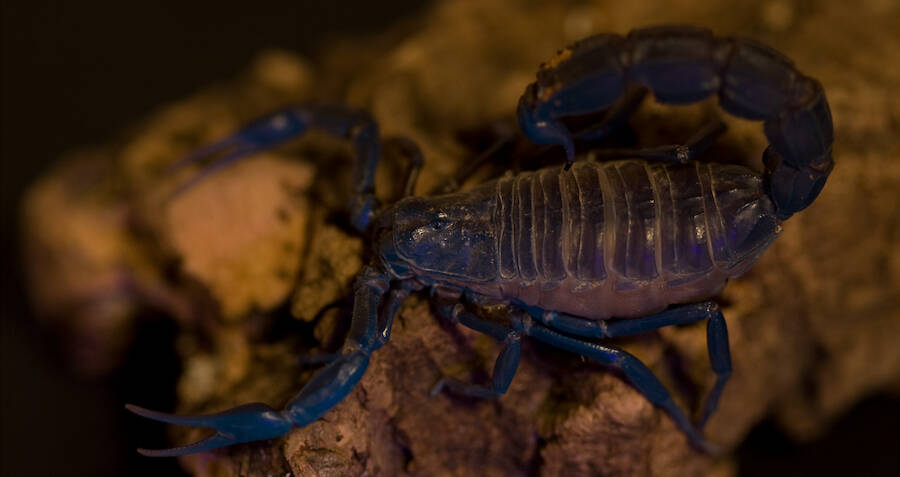 Swarm of Venomous Scorpions Injure Hundreds During Storms in Egypt