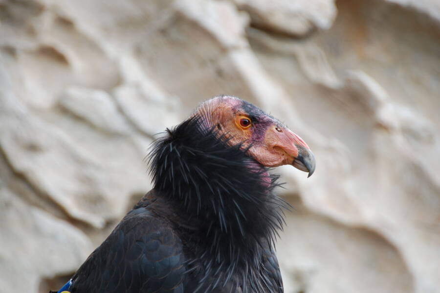 California Condor