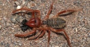 Camel Spider