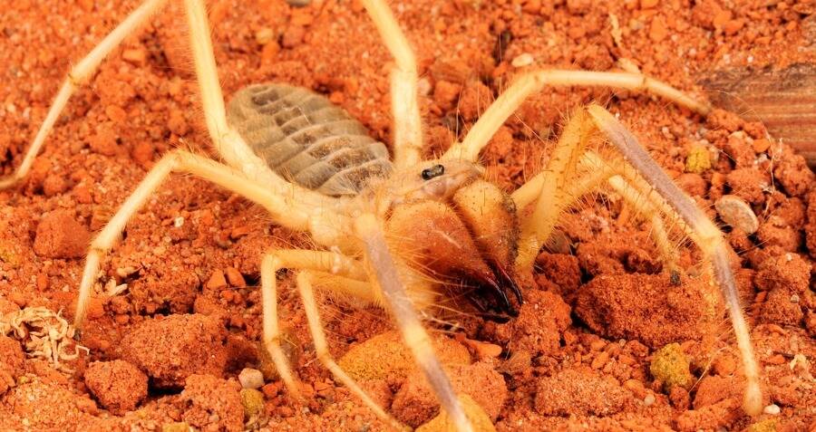 All About The Camel Spider, From Its Terrifying Size To Its Painful Bite