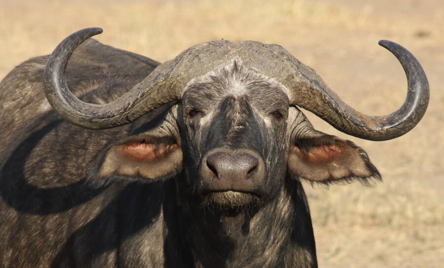 Cape Buffalo Horns