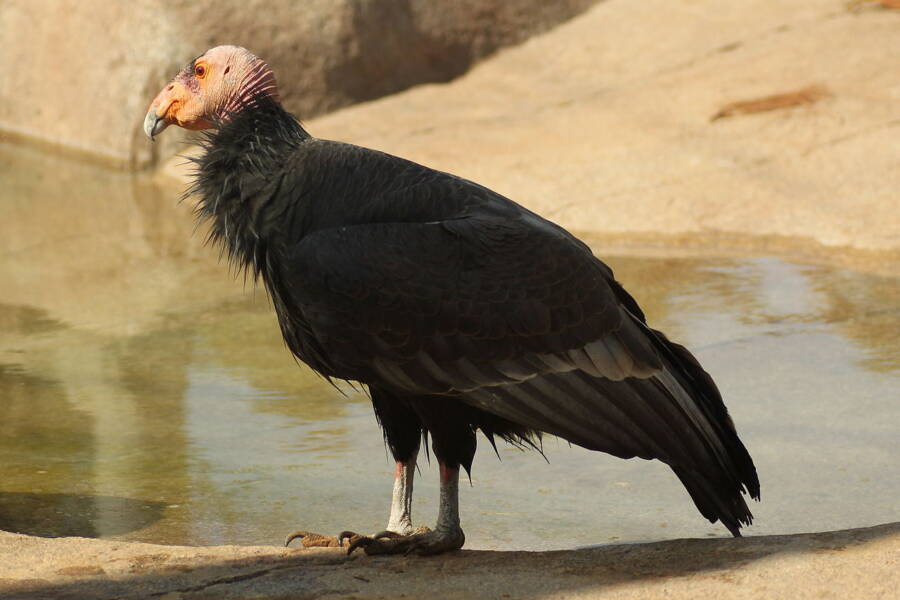 Condor At San Diego Zoo