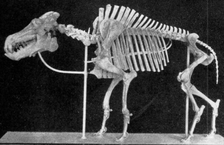 Daeodon Skeleton