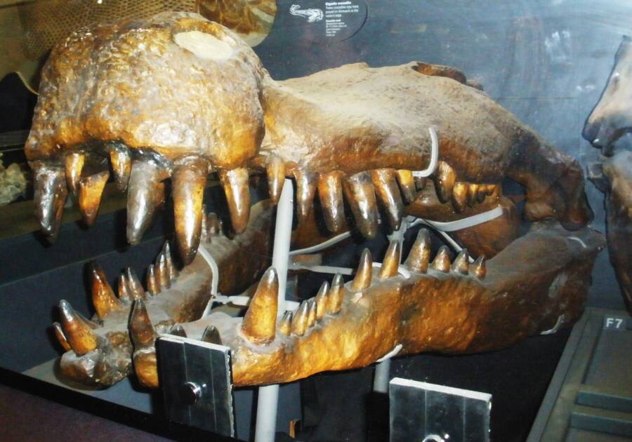 Deinosuchus  Wild creatures, Prehistoric creatures, Prehistoric animals