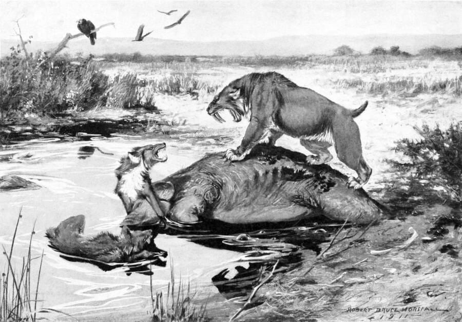 Dire Wolves Saber Toothed Cats
