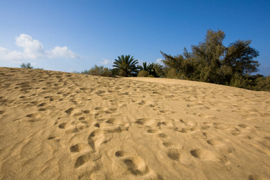 Footprints And Trees At Maspalomas Dunes