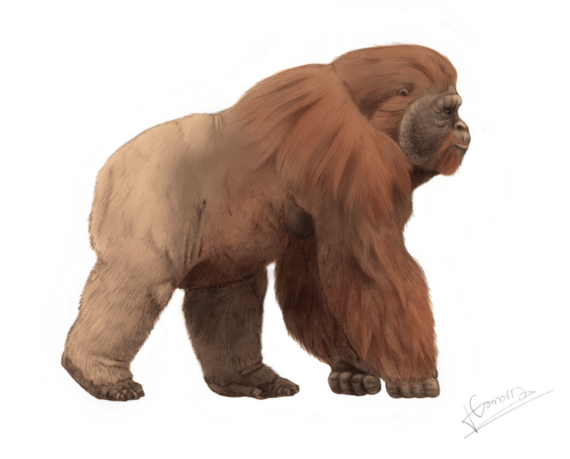 Gigantopithecus Prehistoric Animal