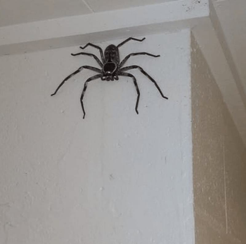 Huntsman Spiders