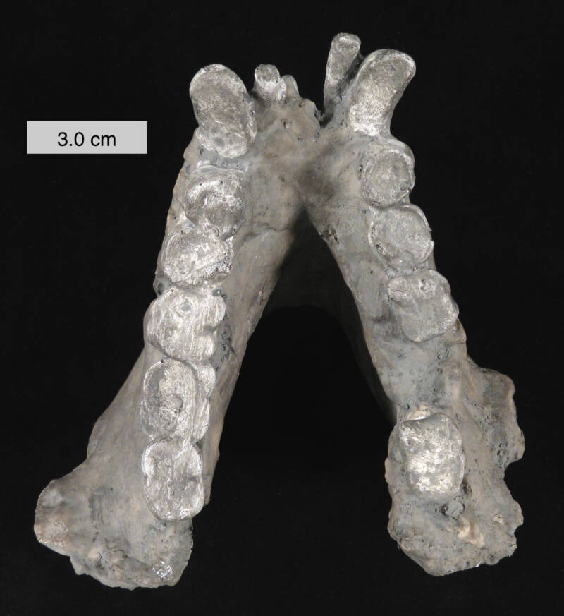 Jaw Of Gigantopithecus Blacki